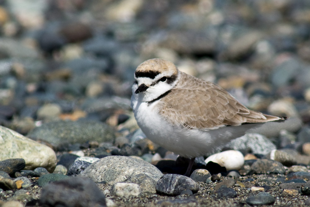 Snowy Plover